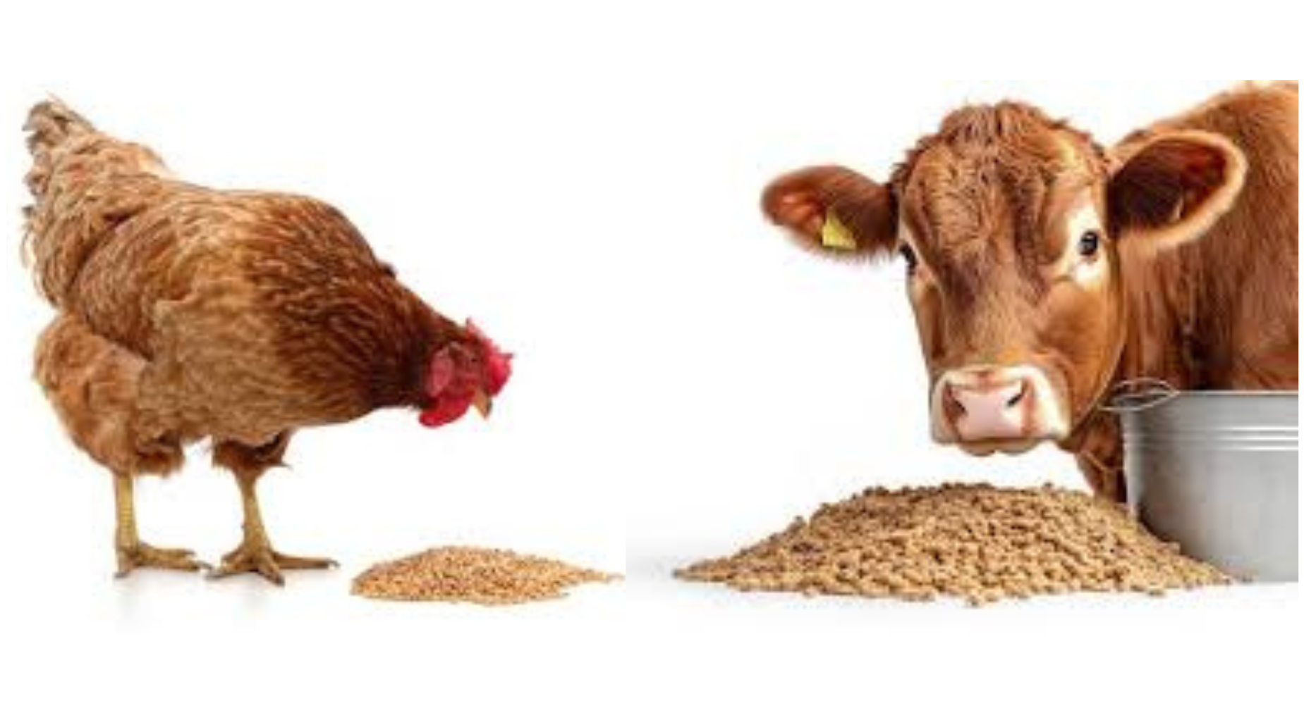 Animal food