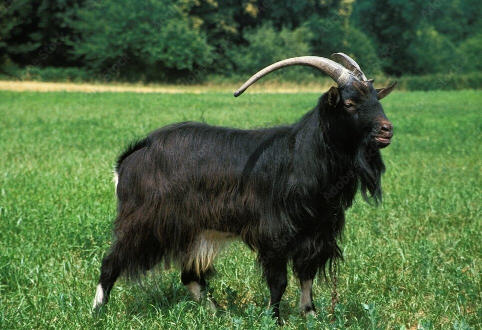 Mbuzi
